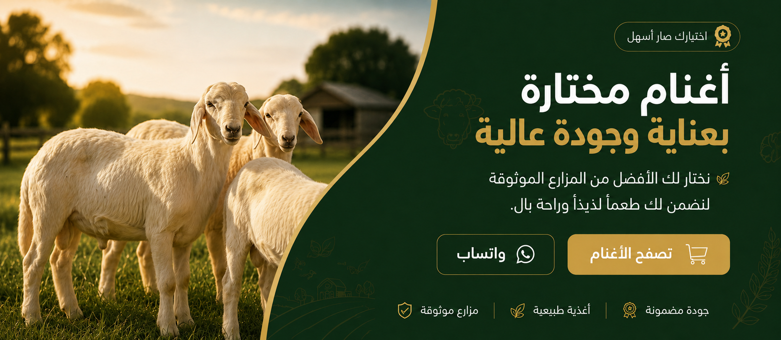 أغنام مختارة بعناية وجودة عالية