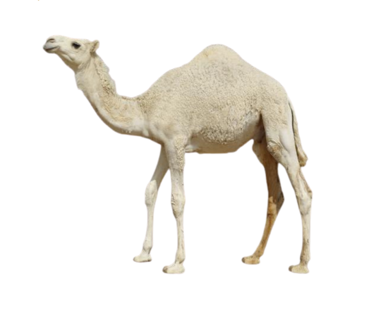 حاشي
